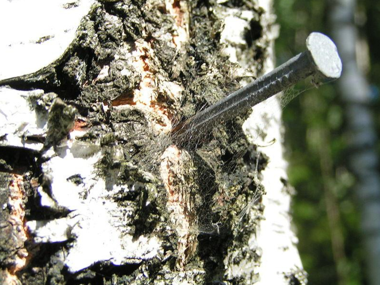 Nail in a Tree