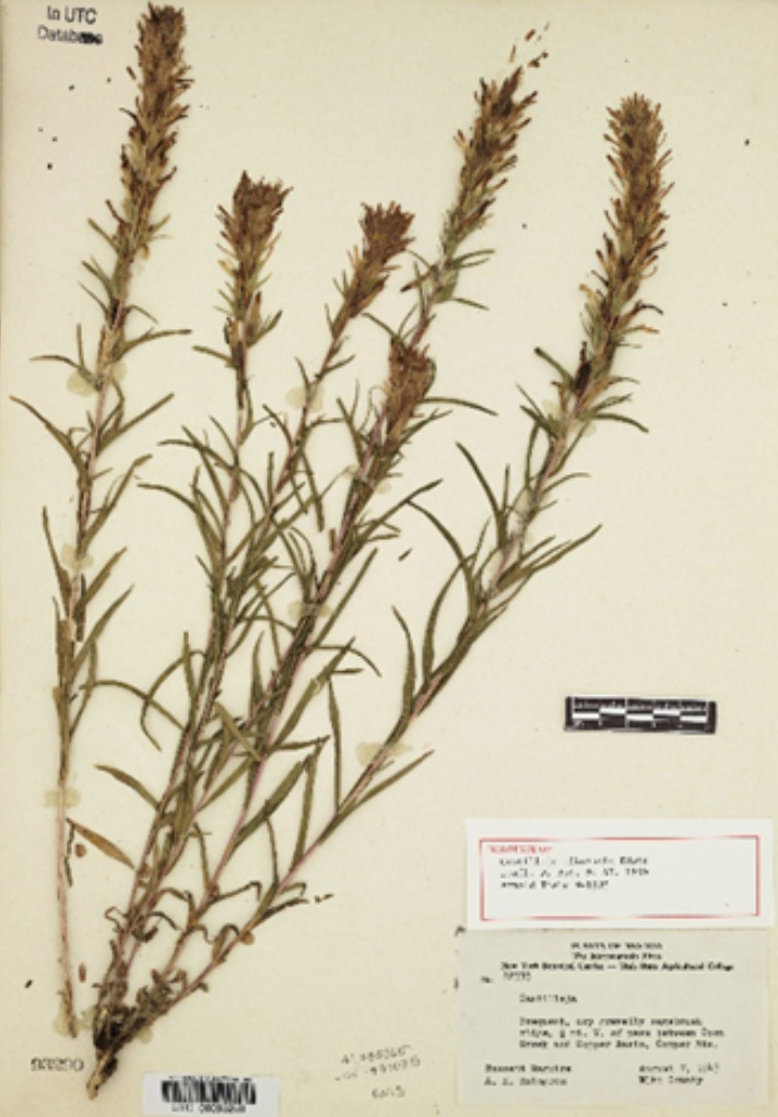 A sample of Castilleja alkoensis Edwin, also known as Prairie-Fire