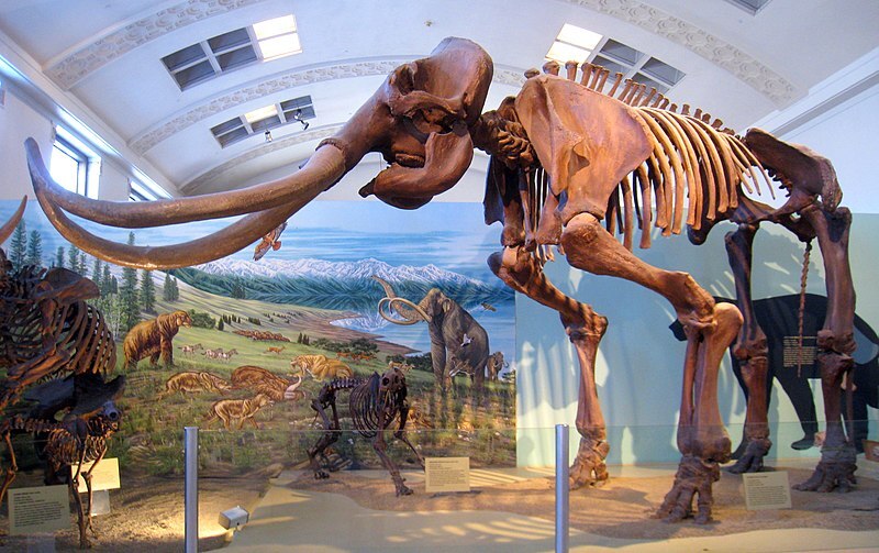 Cast of the Huntington Mammoth